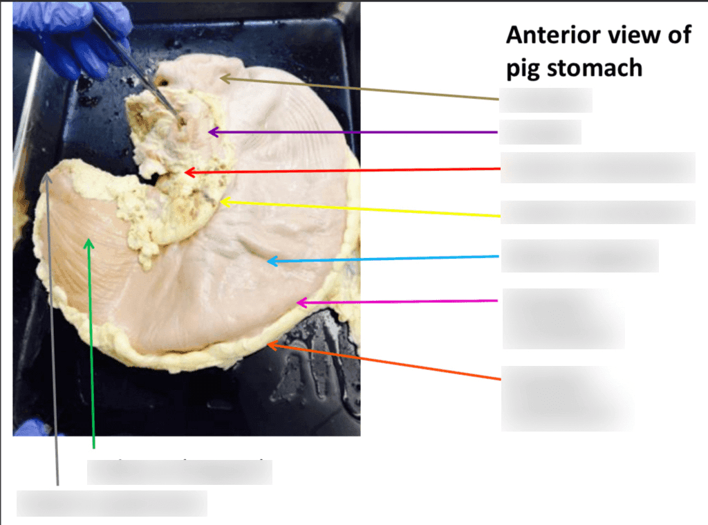 Pigs Stomach (KG)