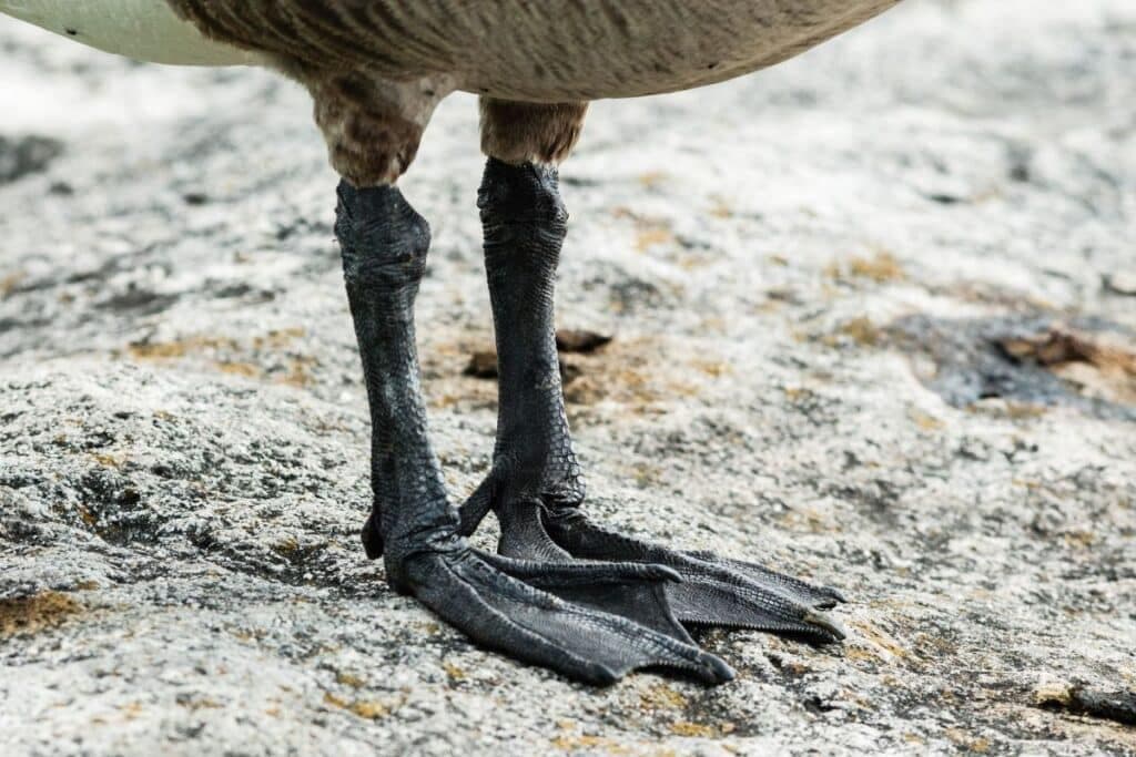 Goose Feet (KG)