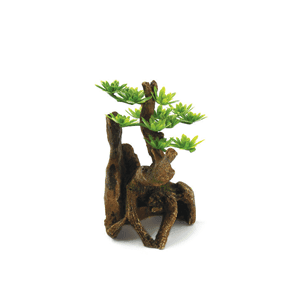 Hugo Pine Tree (7 x 6 x 11cm)