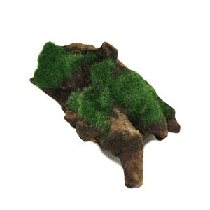 Hugo Aquascape Greenery (10-14cm)