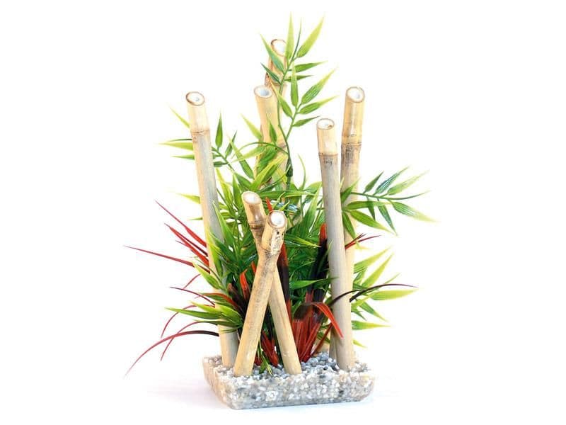 Sydeco Bamboo Plant (Medium)