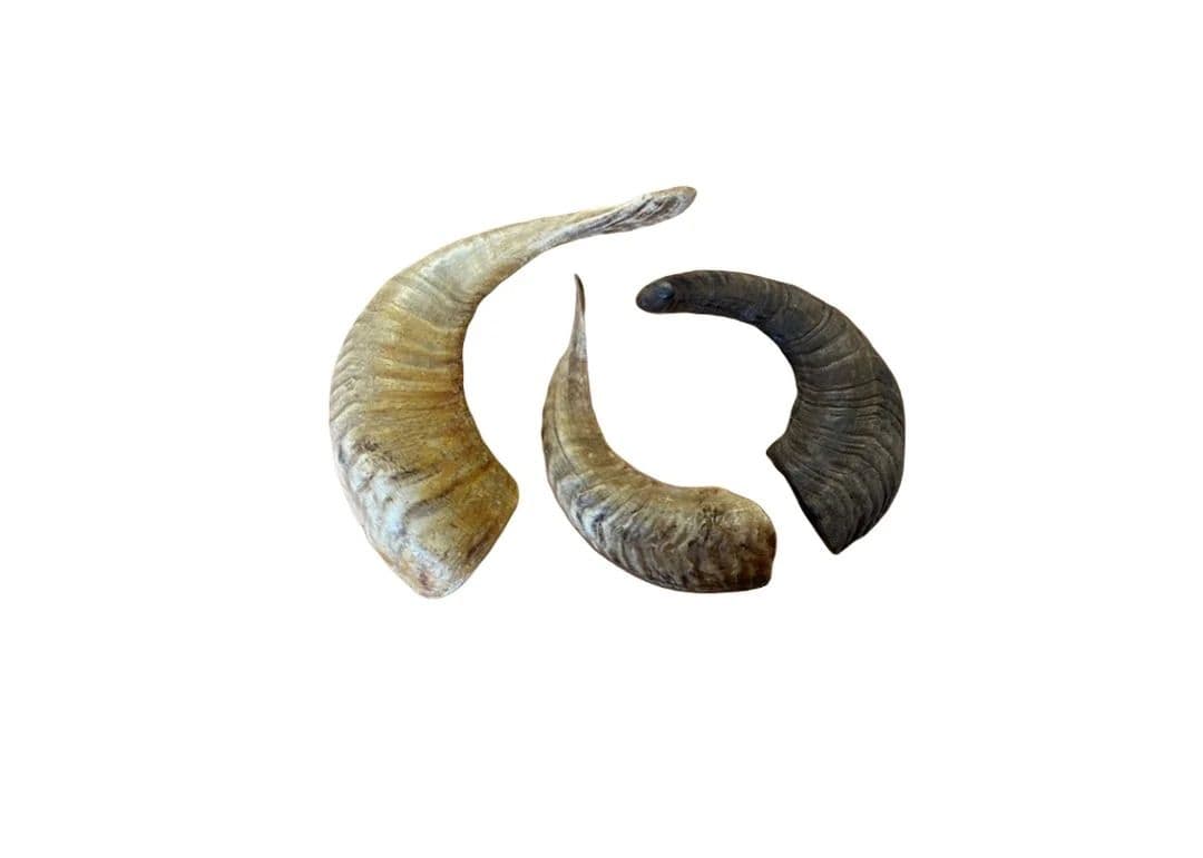 Lamb Horn (Medium)