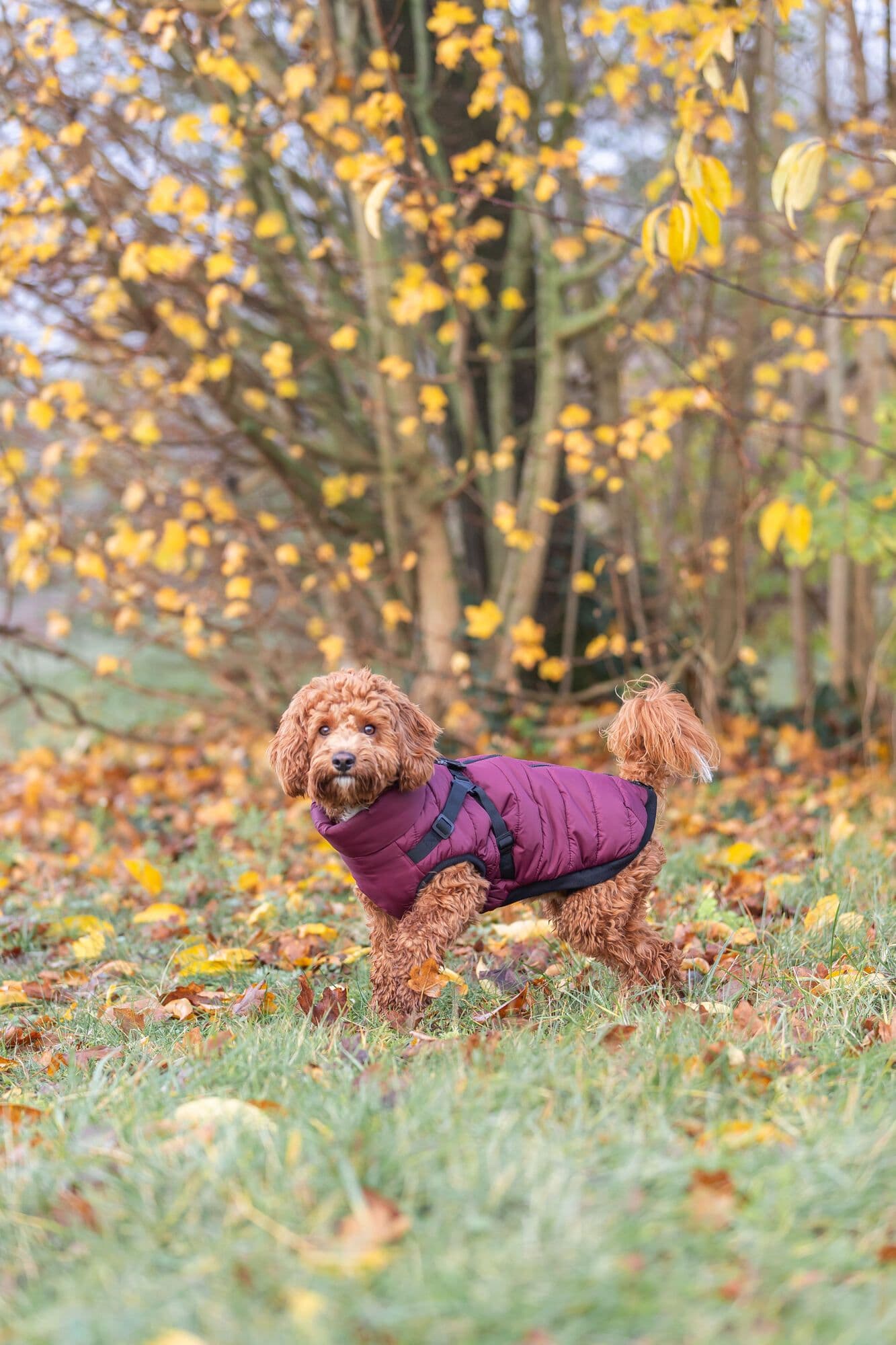 Trixie Wintercoat With Harness Pirou Sangria (Small / 33cm)