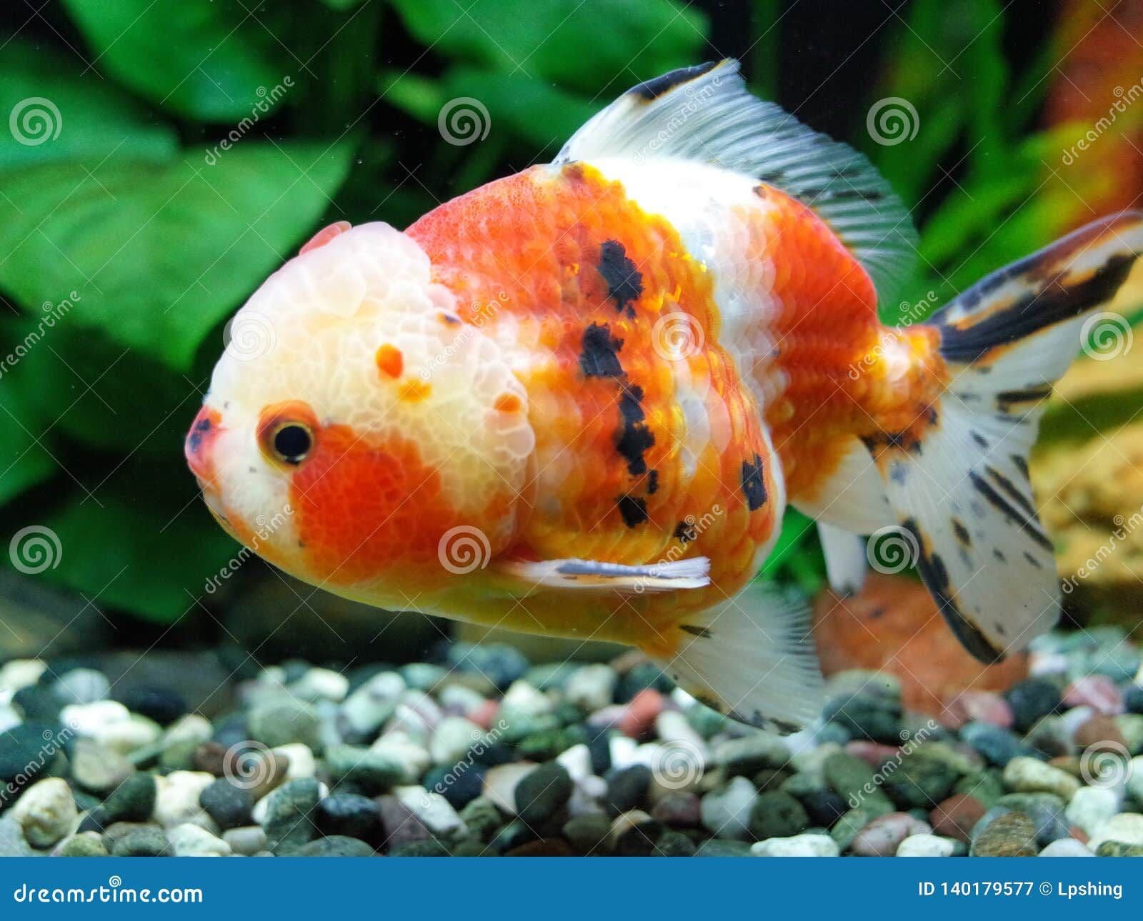 Calico Oranda (1-2”)