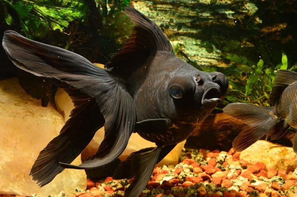 Black Moor (1-2”)