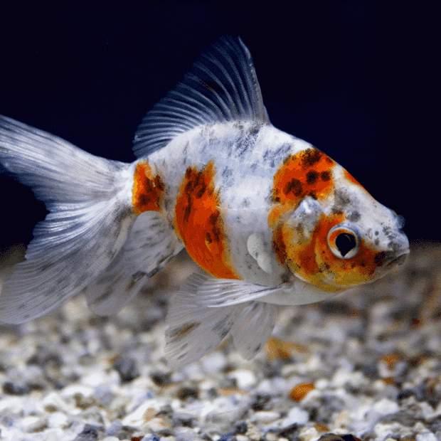 Lemon Goldfish (2-3")