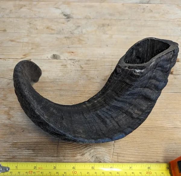 Lamb Horn (Large)