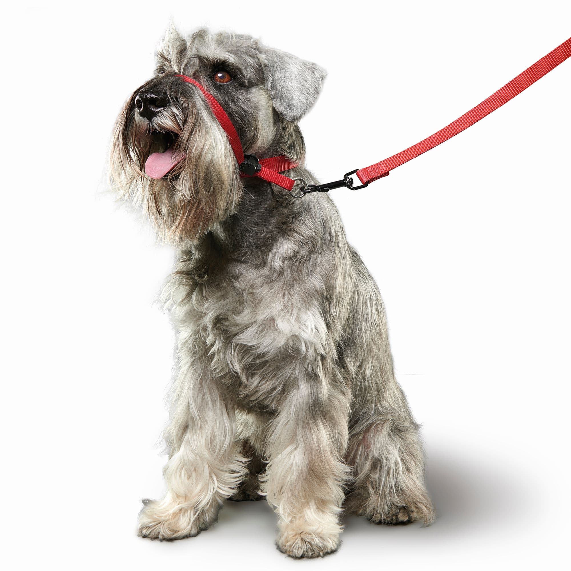 Beaphar Gentle Leader (Red)(Small)