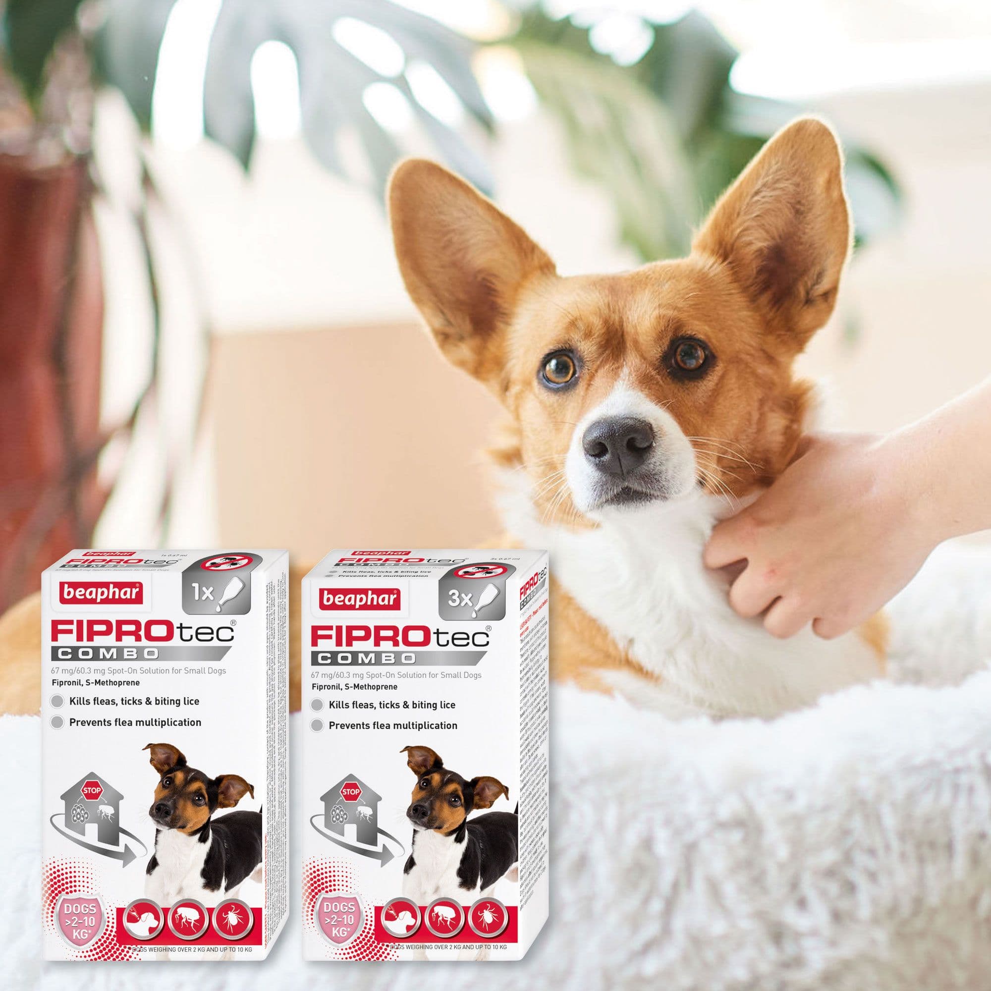 Beaphar Fiprotec Combo Small Dog (2-10KG)(3pk)