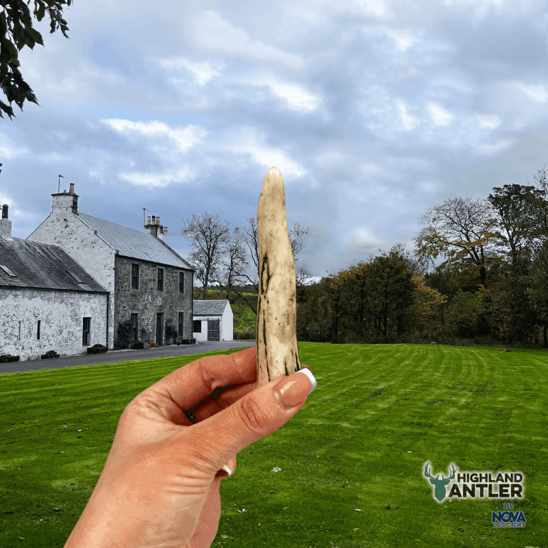 Highland Antler Extra Small (Under 50g) Unlabelled