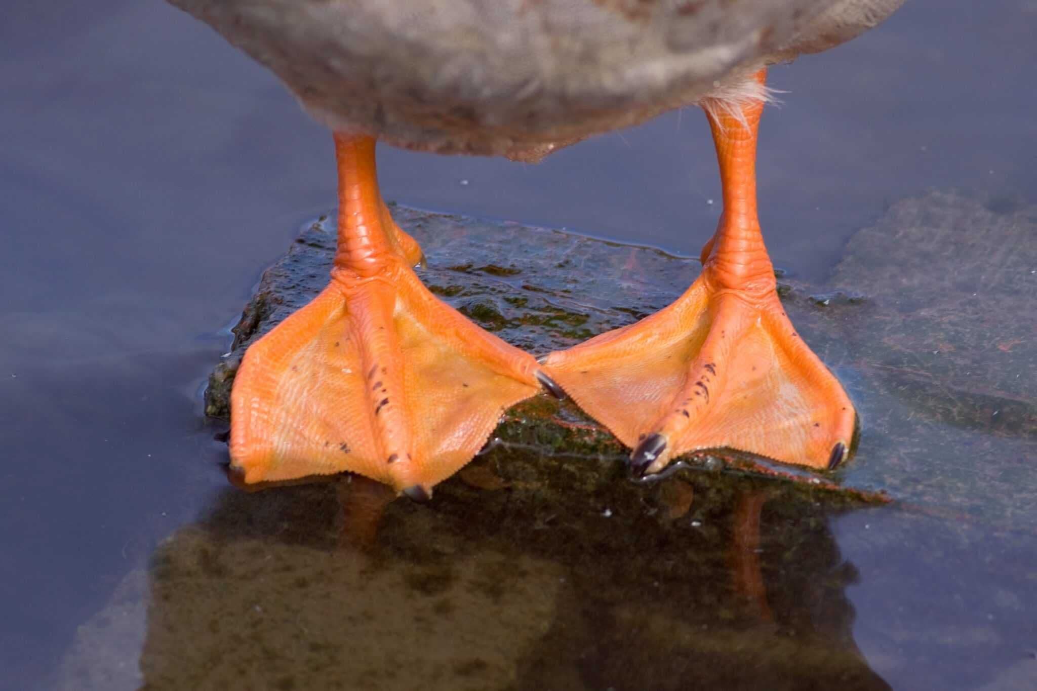 Duck Feet (KG)