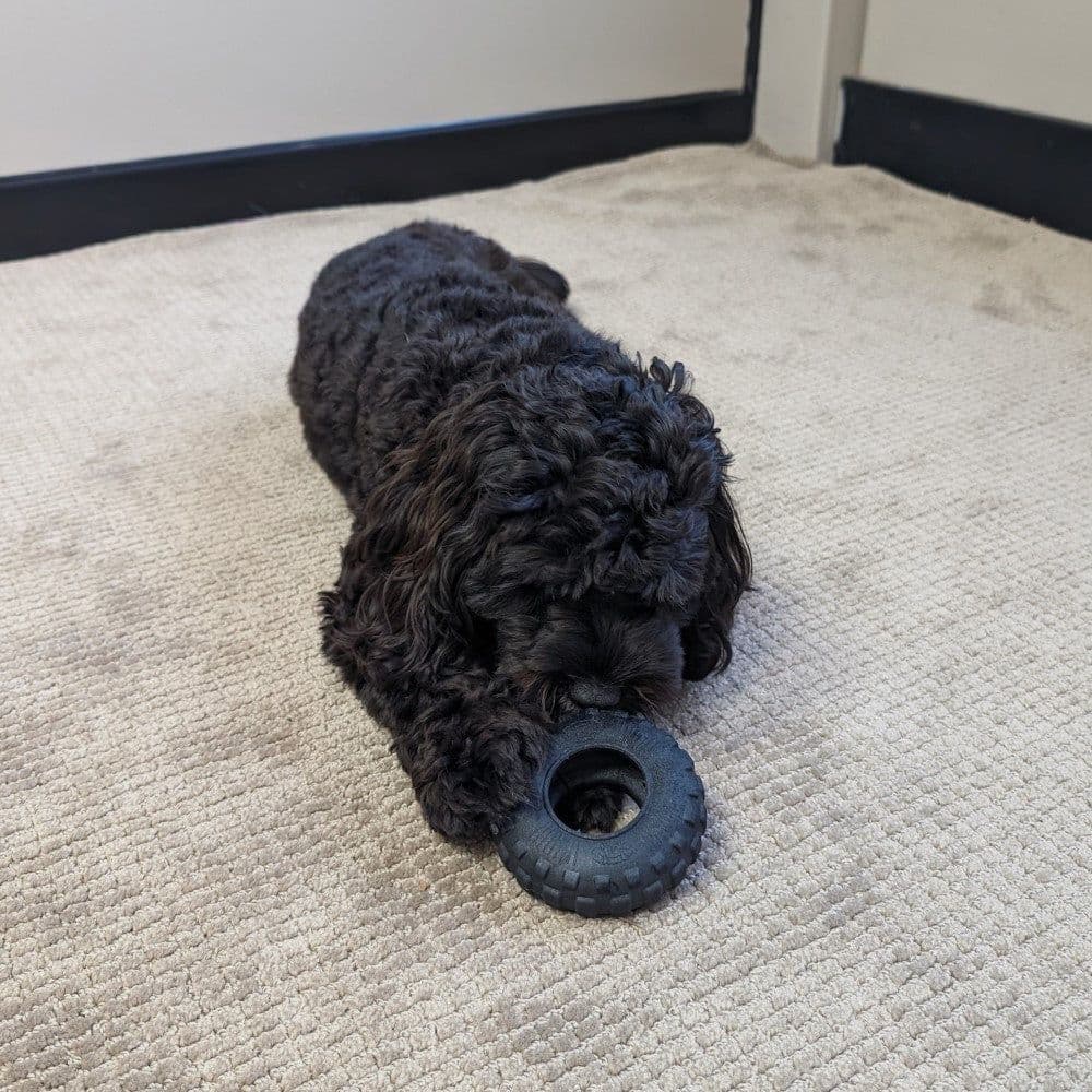 All For Paws Mighty Rex Mighty Wheel (Small)