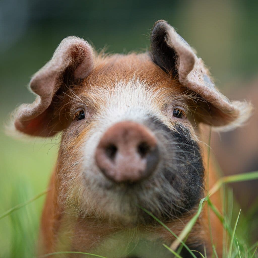 Pigs Snouts (KG)