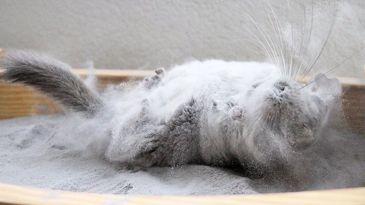 Chinchilla Dust (KG)