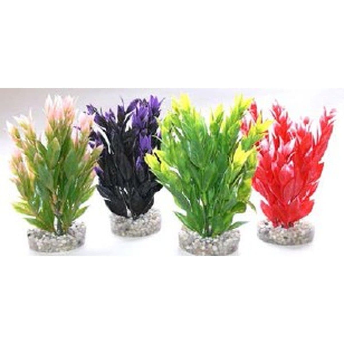 Rosewood Fiesta Ruscus