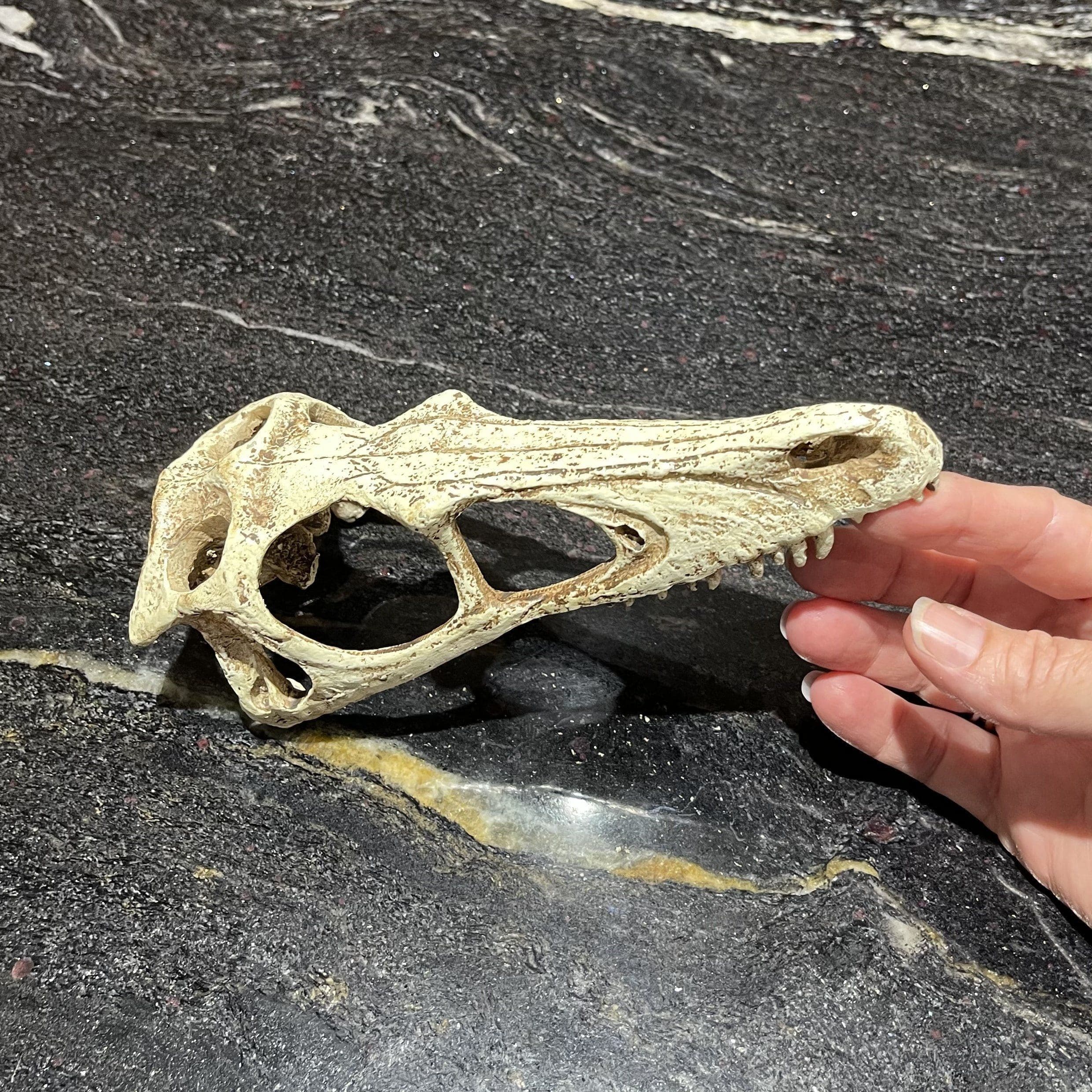 Komodo Raptor Skull - (Small)
