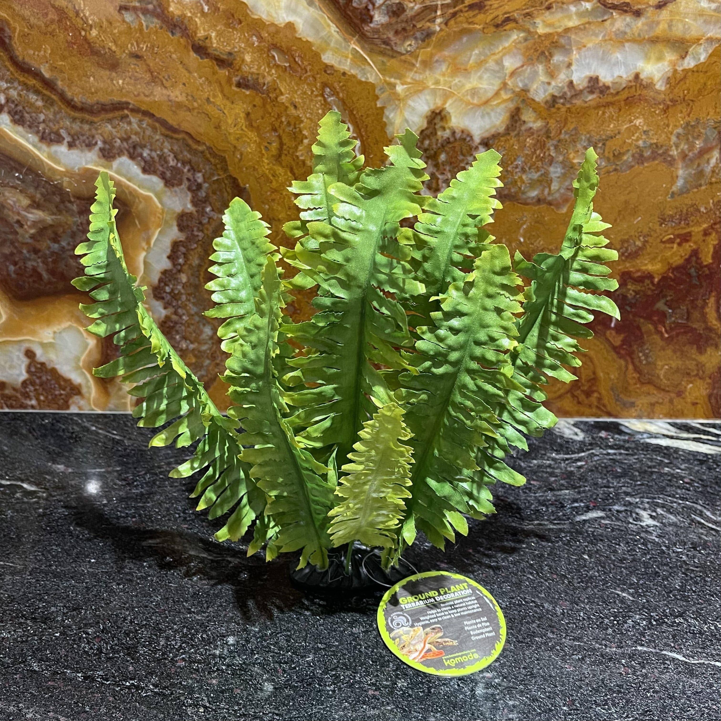 Komodo Boston Fern (25cm)