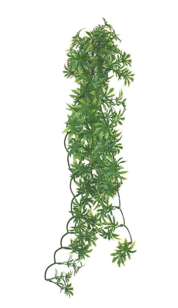 Komodo Papaya Leaf Vine (60cm)