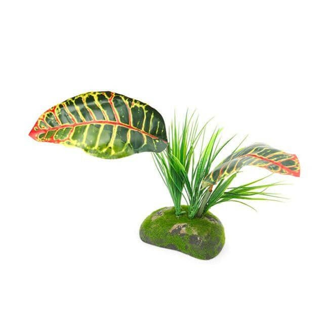 Komodo Croton Plant (30cm)