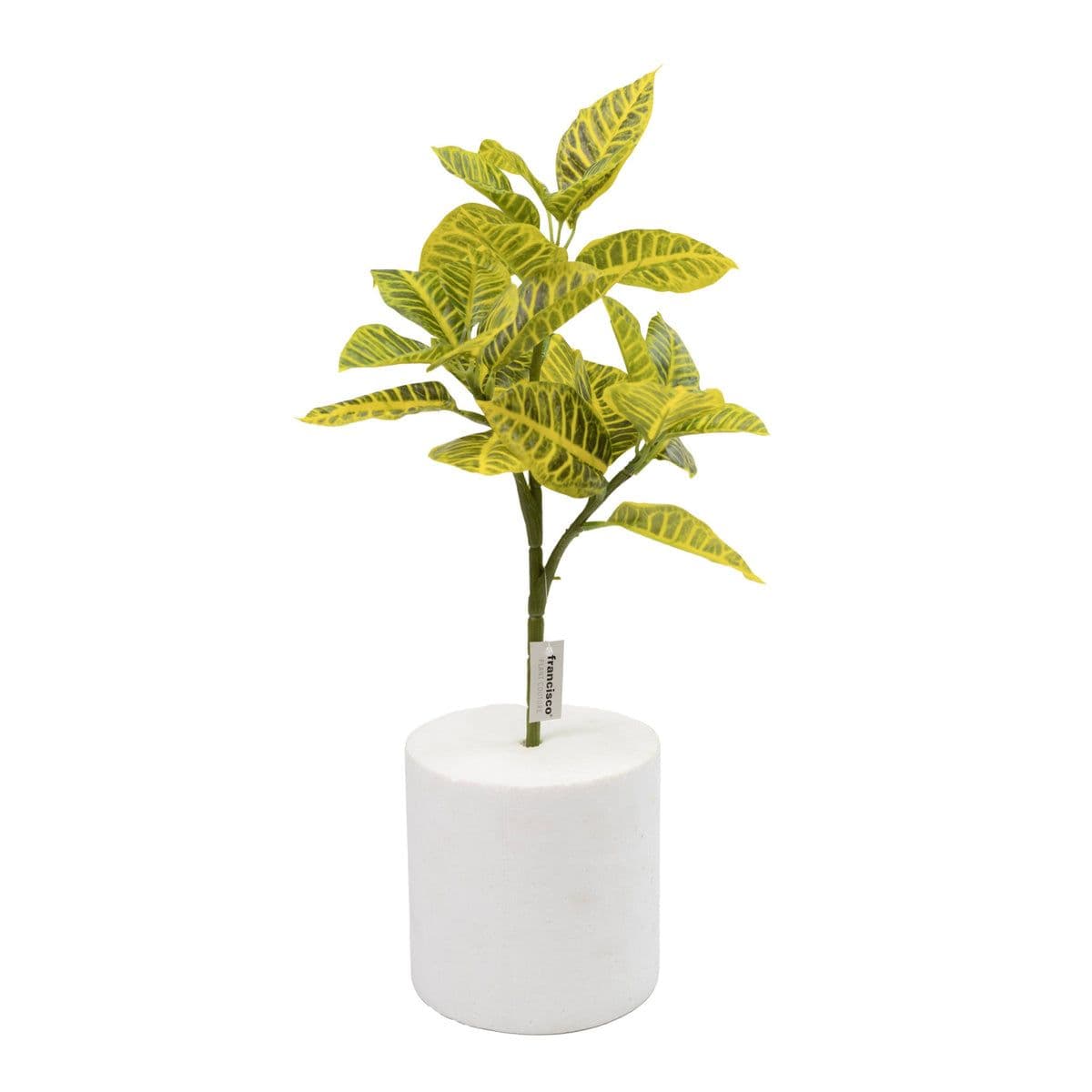 Komodo Croton Plant (40cm)