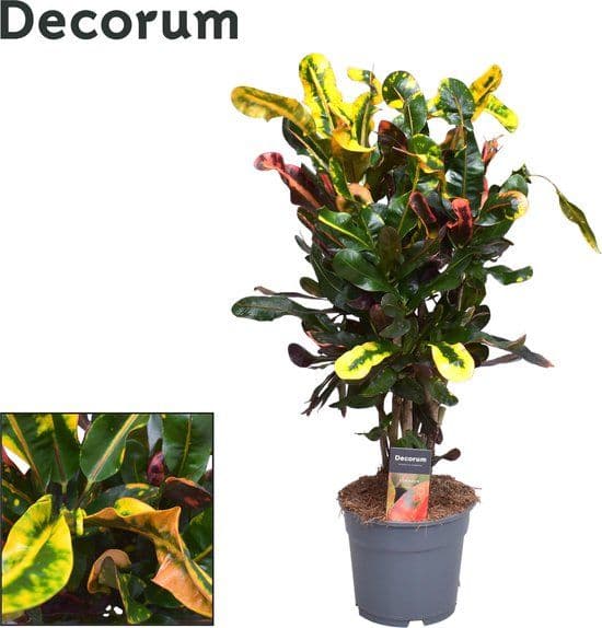 Komodo Croton Plant (60cm)