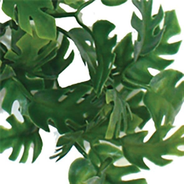 Komodo Split Philodendron Hanging Plant (60cm)