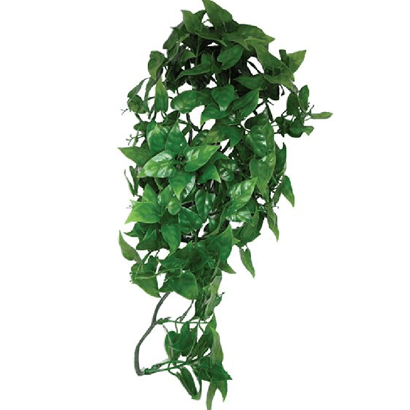 Komodo Philodendron Hanging Plant (30cm)