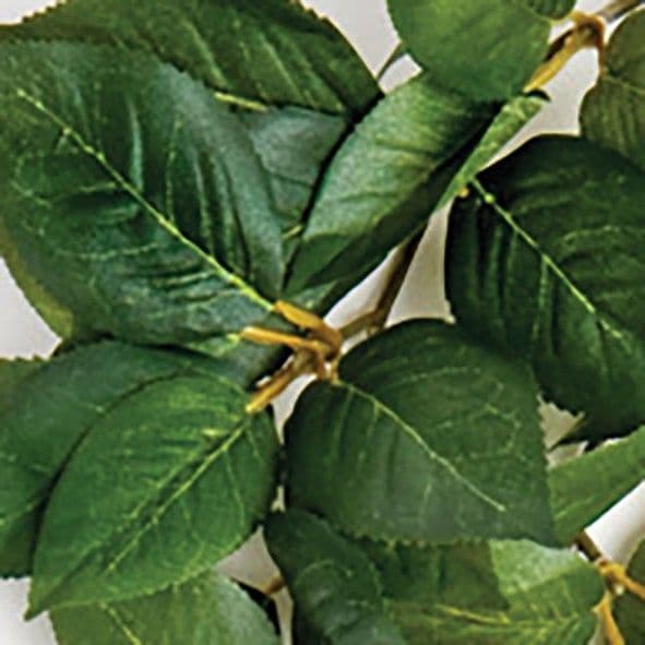 Komodo Sumatra Hanging Vine (13cm)