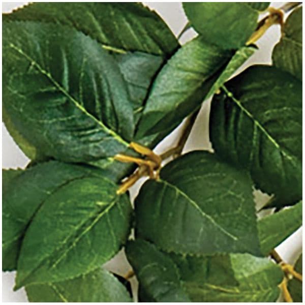 Komodo Sumatra Hanging Vine (40cm)