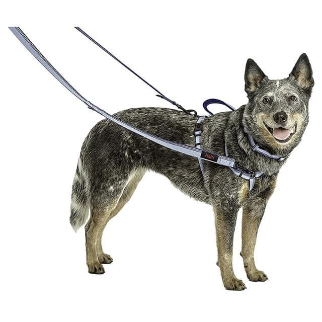 Company of Animals HALTI Active Lead Red (Large)