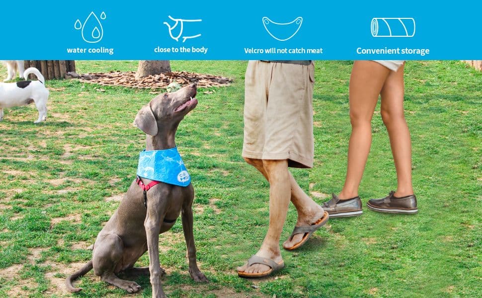 All For Paws Chill Out Ice Bandana (Small)