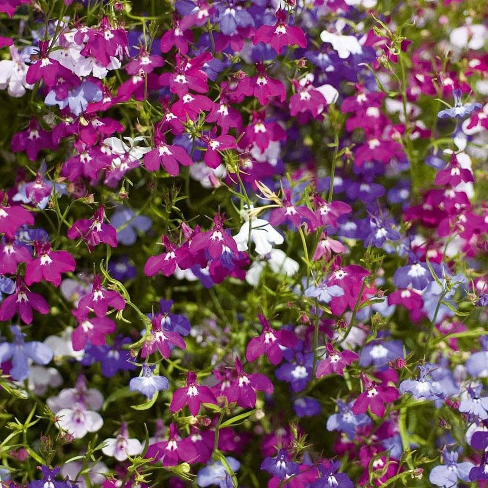 Trailing Lobelia (Bedding Plant)