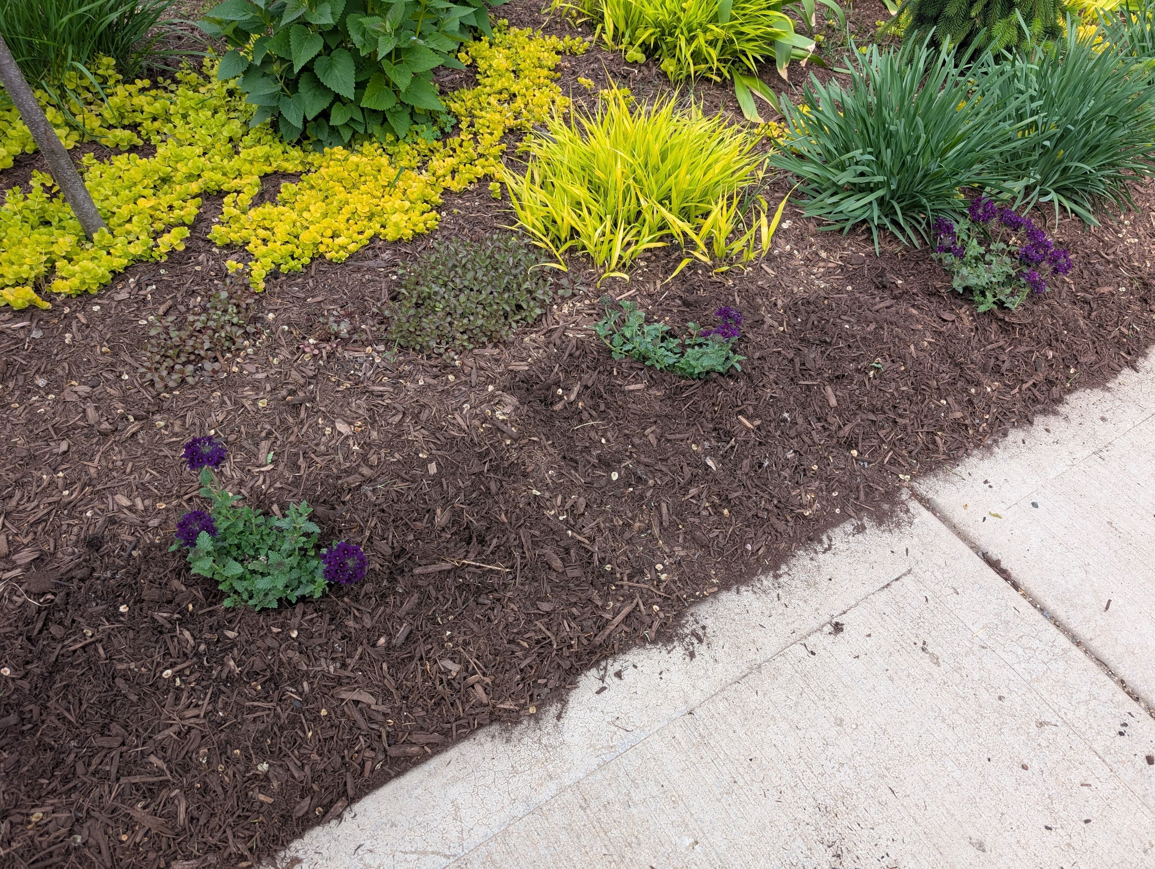 Verbena (Bedding Plant)