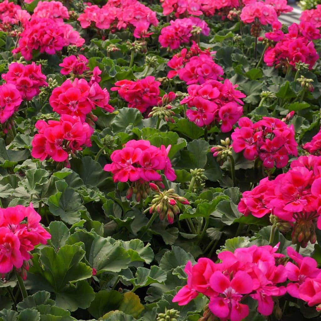 Zonal Geranium