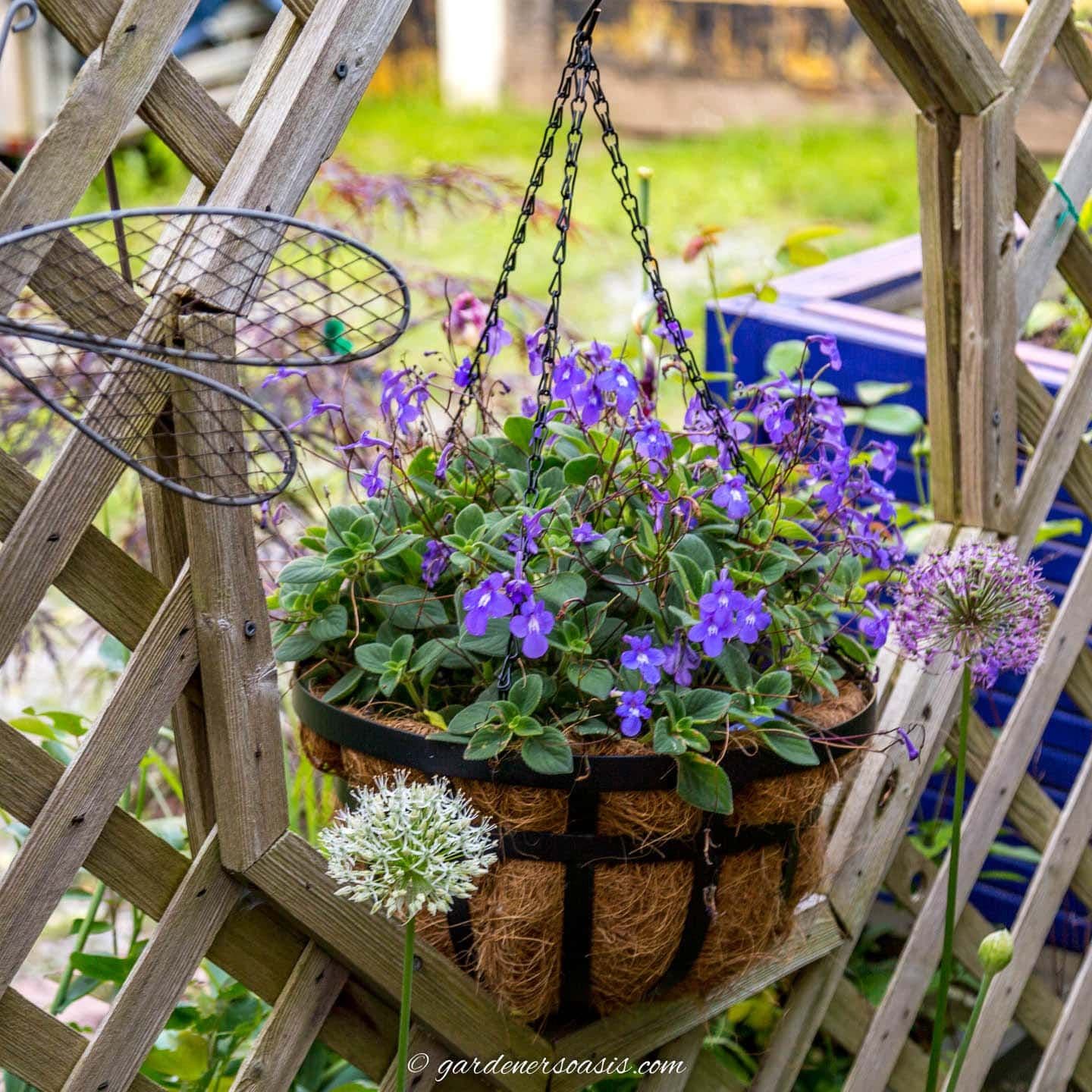 Basket Plant