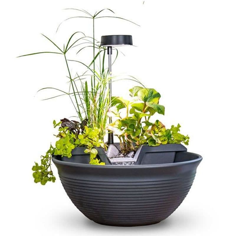 Table Top Petunia Tubs