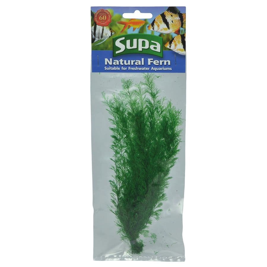 Supa Natural Fern