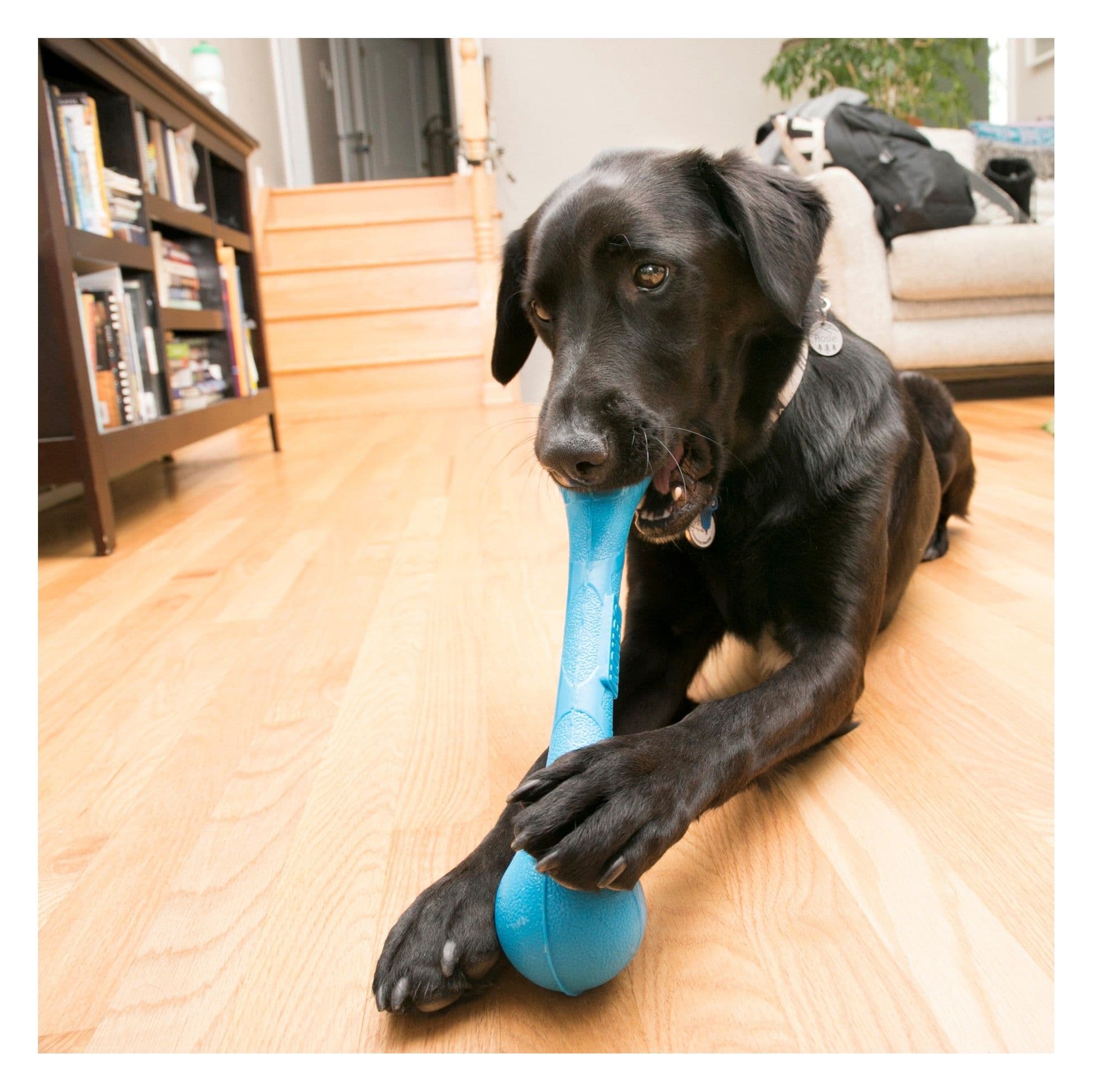 Kong SqueakStix (Medium)