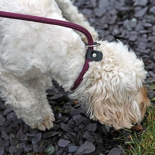 Rosewood Rope Twist Slip Lead Brown/Teal (64”)