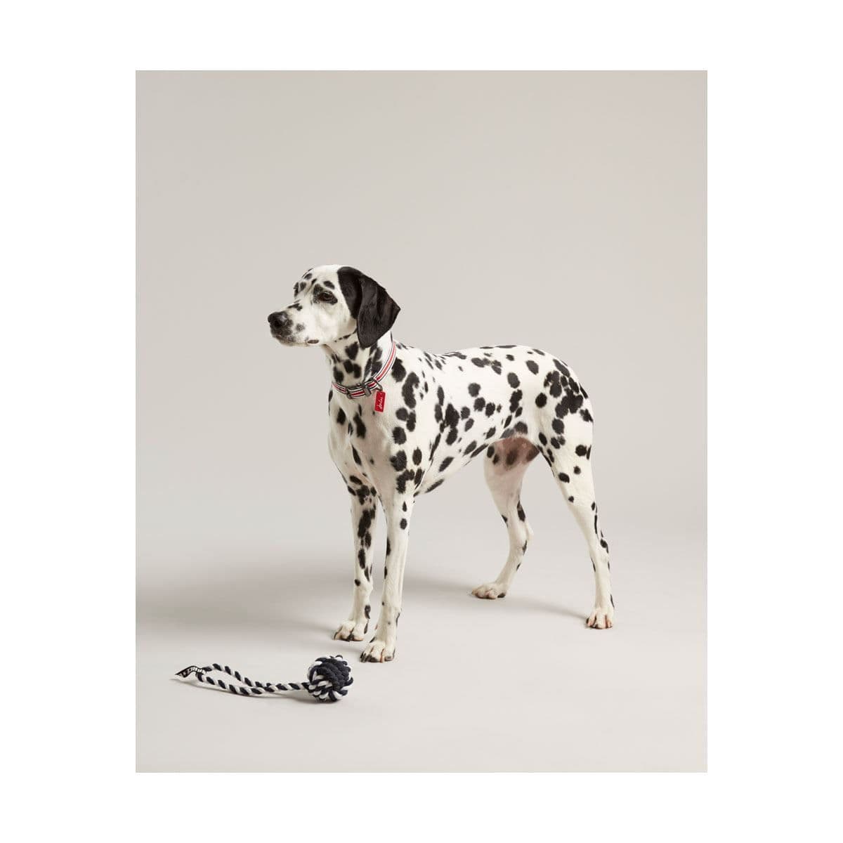 Joules Rubber & Rope Dog Toy