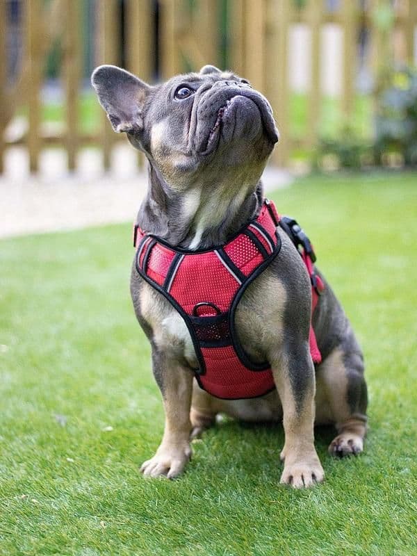 Rosewood Reflective Harness Red (Medium)