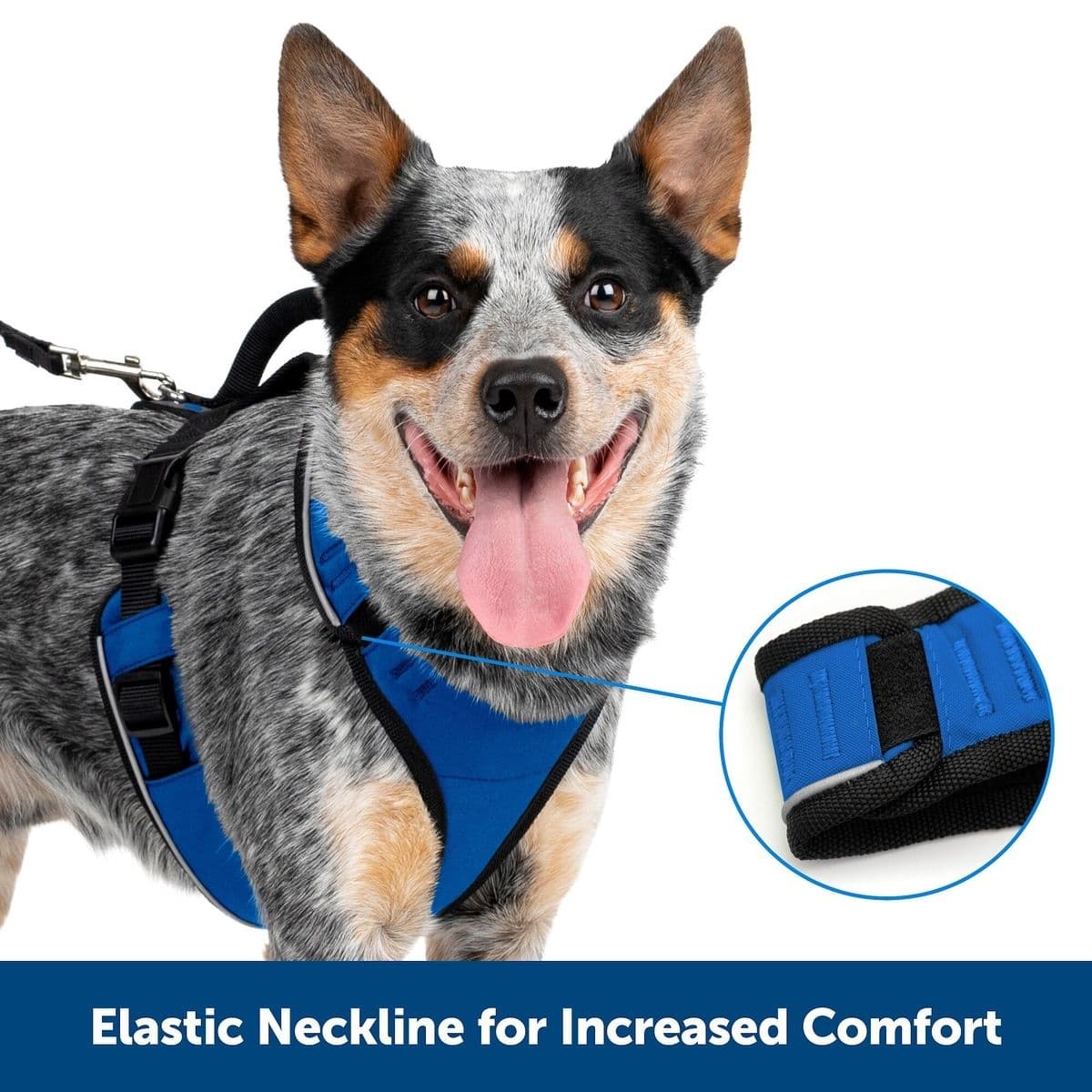 PetSafe EasySport Harness (Large, Blue)