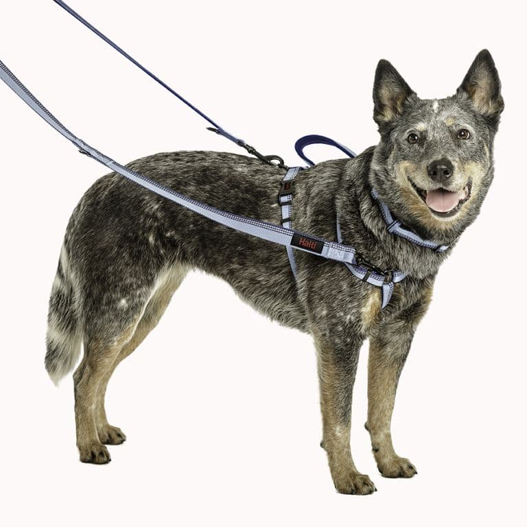 Company of Animals HALTI Double Ended Lead Purple (Small)