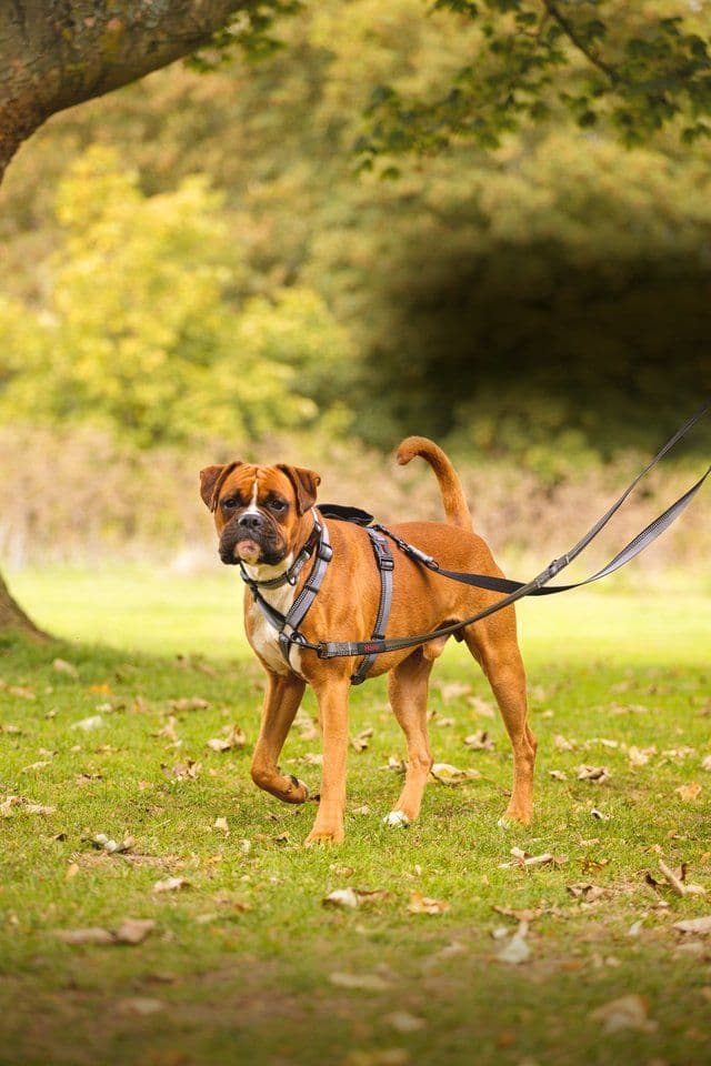 Company of Animals HALTI Walking Harness Black (Small)