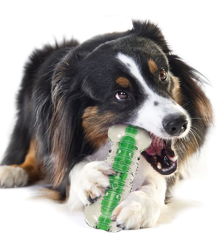 Petstages Crunchcore Bone Water Bottle Alternative Dog Chew Toy (Large)